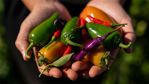 Hand holding peppers